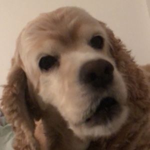 Meet your Posher, Candice